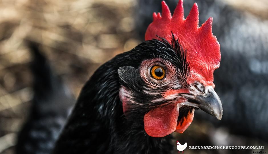 Australorp - The Best Backyard Chicken Breed
