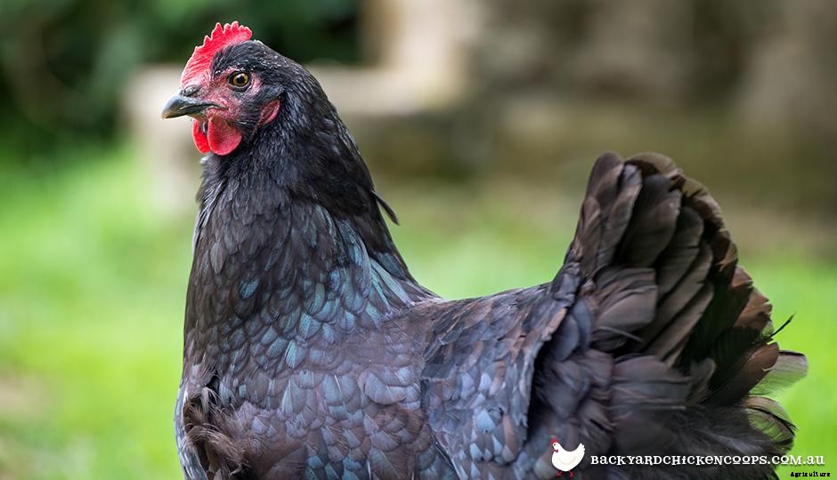 Australorp - The Best Backyard Chicken Breed