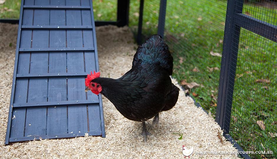 Australorp - The Best Backyard Chicken Breed