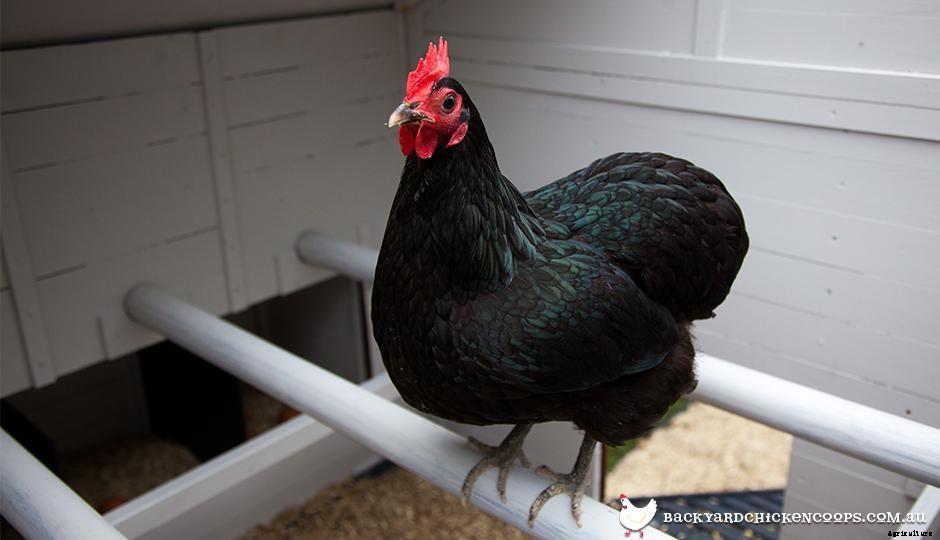 Australorp - The Best Backyard Chicken Breed