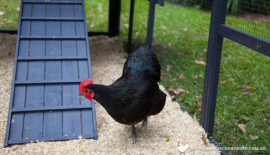 5 Backyard Chicken Keeping Myths - Busted!