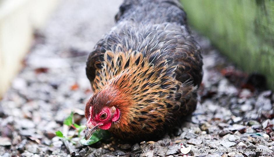 5 Backyard Chicken Keeping Myths - Busted!