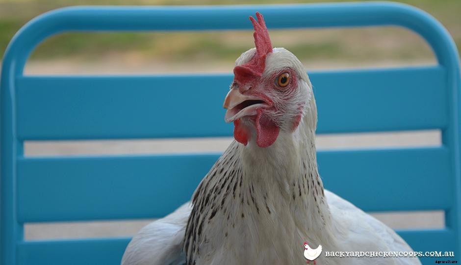 5 Backyard Chicken Keeping Myths - Busted!