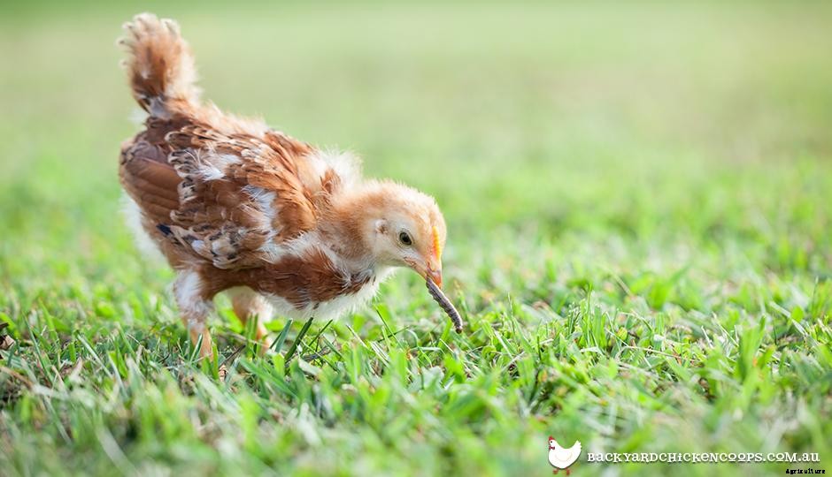 5 Backyard Chicken Keeping Myths - Busted!