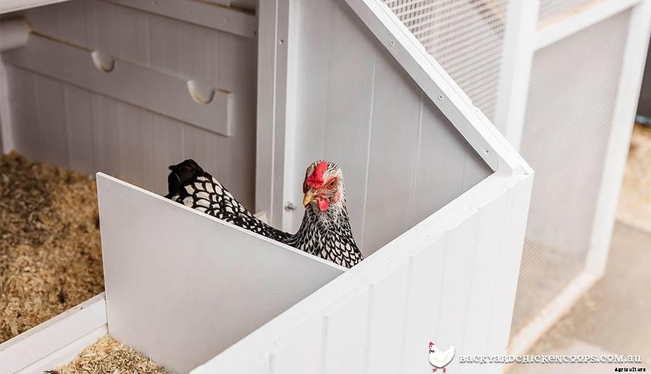 Is My Chicken Broody?