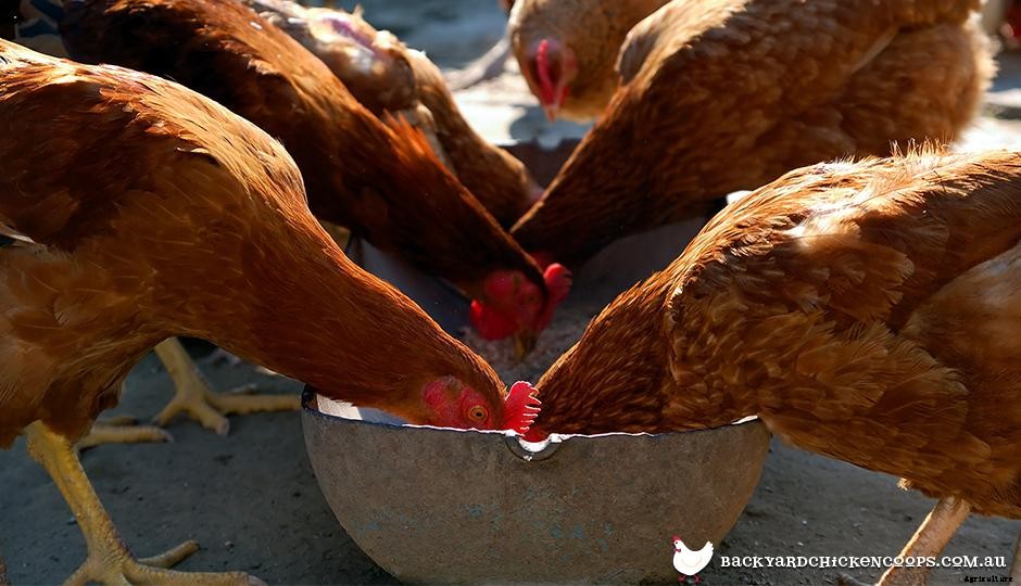 Which Chicken Feeders are Best For My Chooks? And why do you even need a chicken feeder?