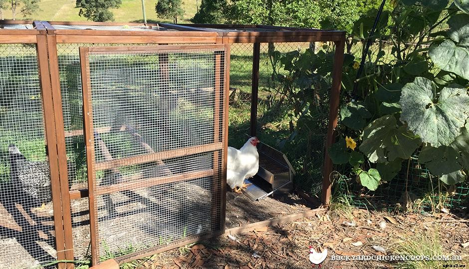 Which Chicken Feeders are Best For My Chooks? And why do you even need a chicken feeder?