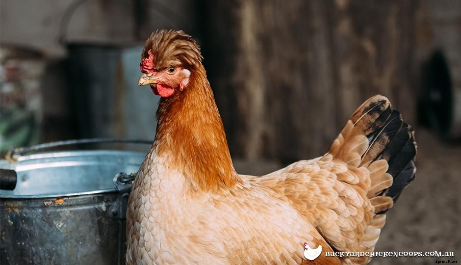 Which Chicken Feeders are Best For My Chooks? And why do you even need a chicken feeder?
