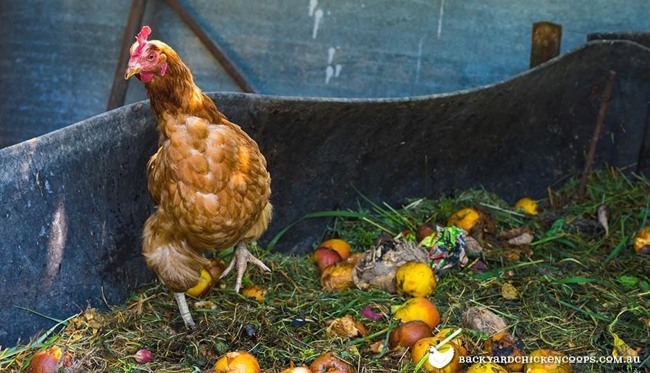 Creative Composting - Cheers to Chickens!