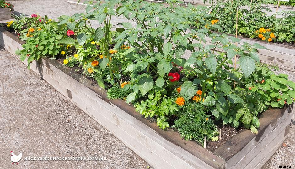 The Benefits of Raised Garden Beds