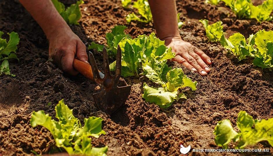 What Is Organic Gardening, And How Can I Do It?