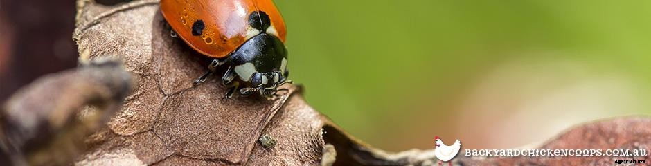 What Is Organic Gardening, And How Can I Do It?