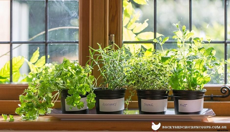 Summer Herbs That Will Make Your Meals Sing!