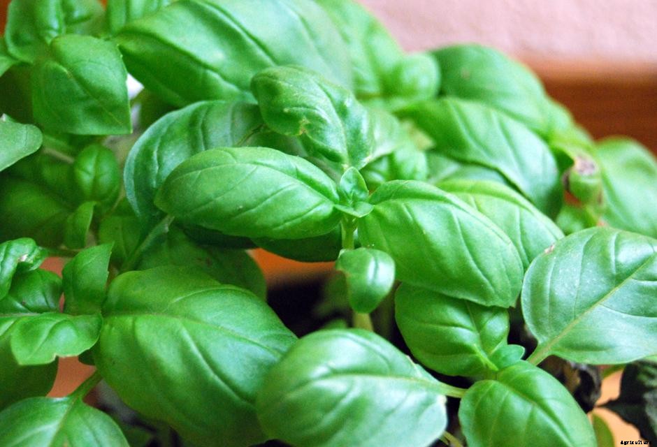 Summer Herbs That Will Make Your Meals Sing!