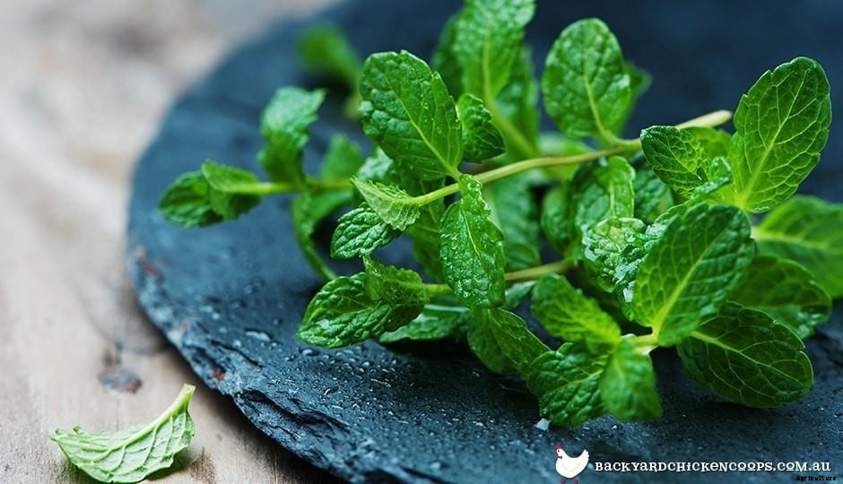Summer Herbs That Will Make Your Meals Sing!