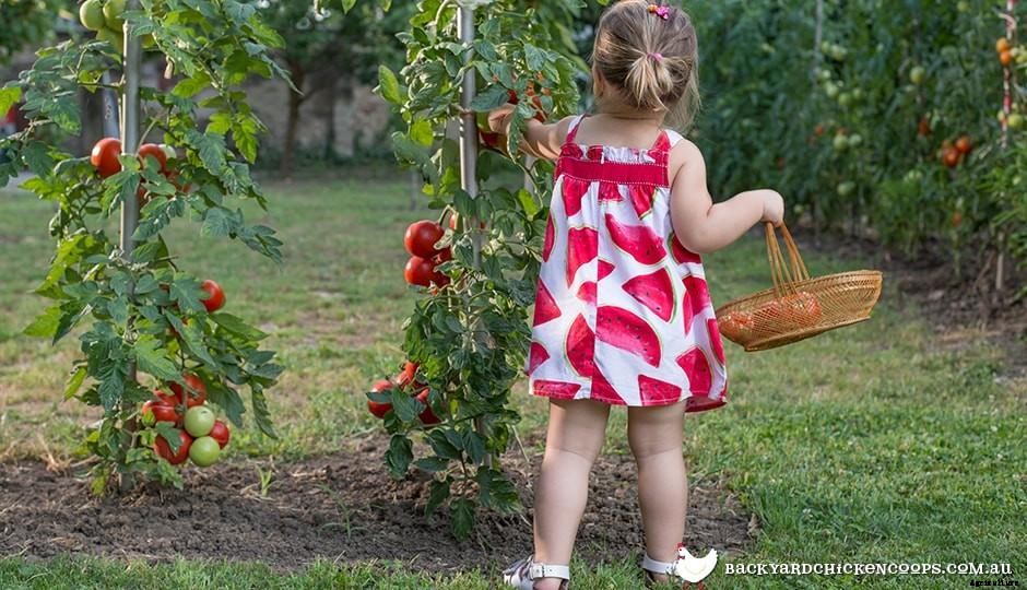 Sustainability In The Backyard