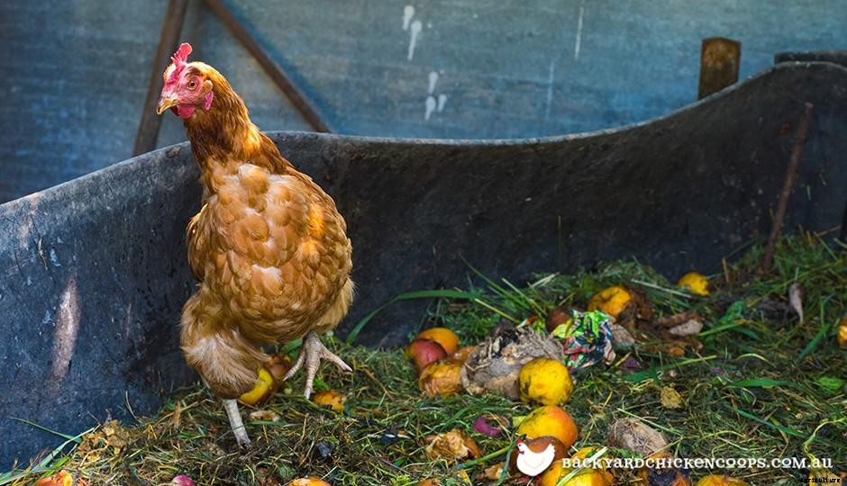 Chicken Litter Compost vs. Synthetic Fertilizer