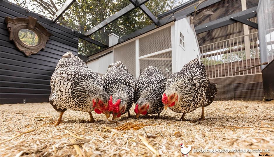 Top 5 Treats for Chickens