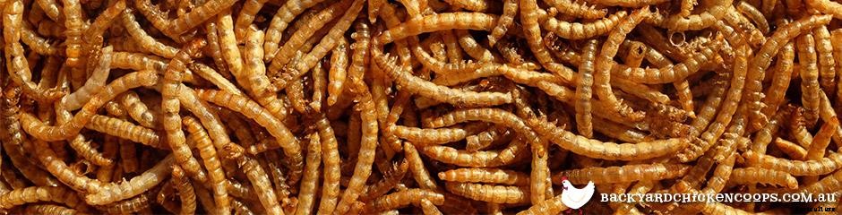 Top 5 Treats for Chickens