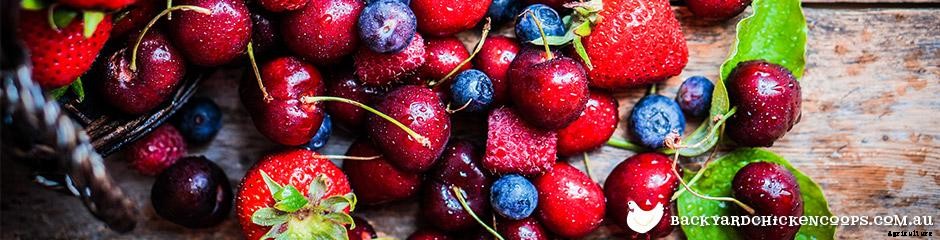 Top 5 Treats for Chickens