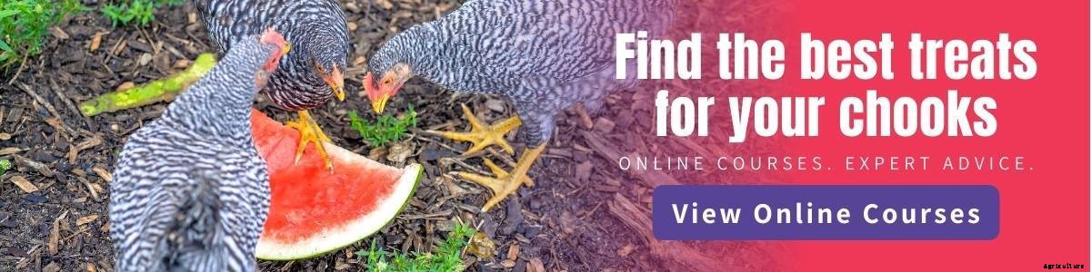 Top 5 Treats for Chickens