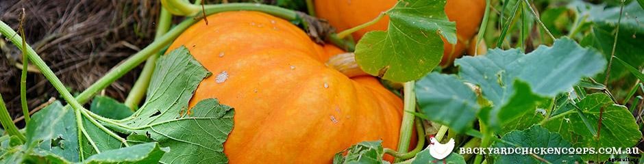 Top 5 Treats for Chickens