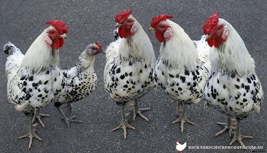 Gender Bender: When Your Hen Thinks Shes A He!