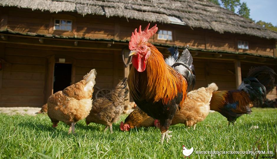 How To Prep Your Birds For Breeding