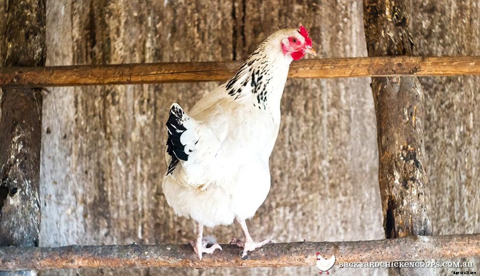 5 Reasons to Love Sussex Chickens