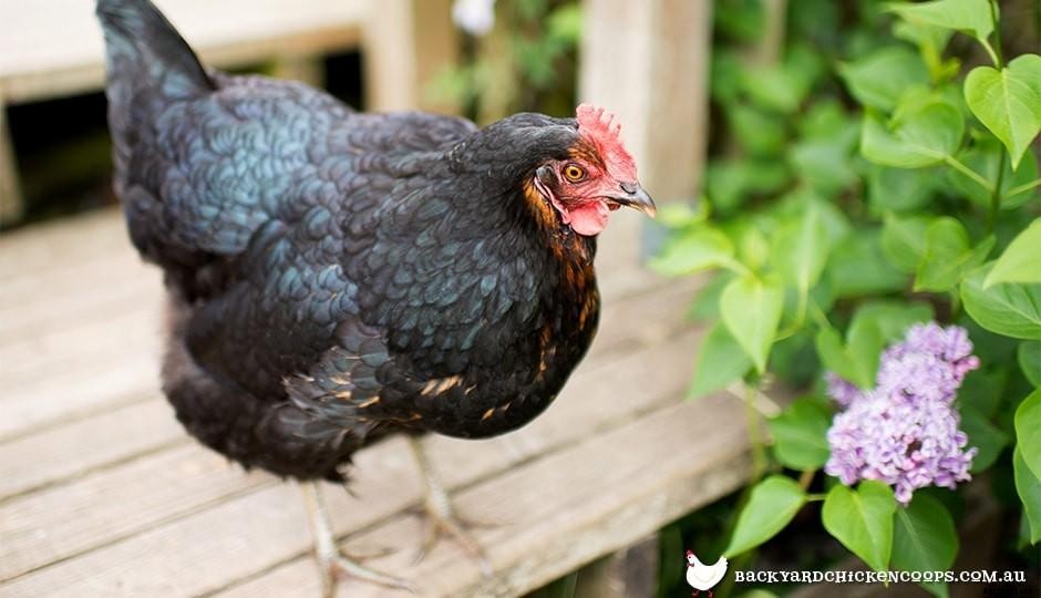 Breed Profile: Jersey Giant