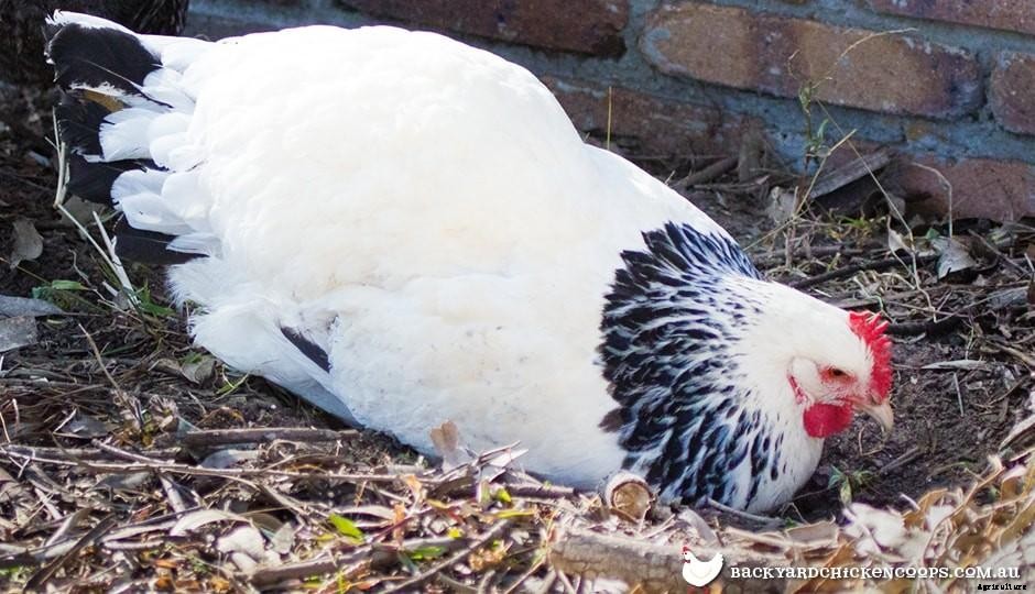 5 Reasons to Love Sussex Chickens