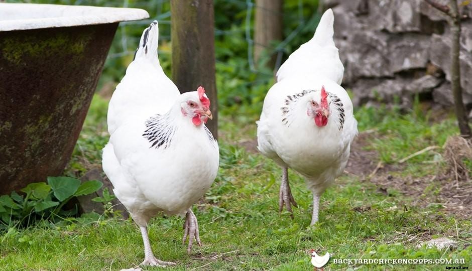 5 Reasons to Love Sussex Chickens