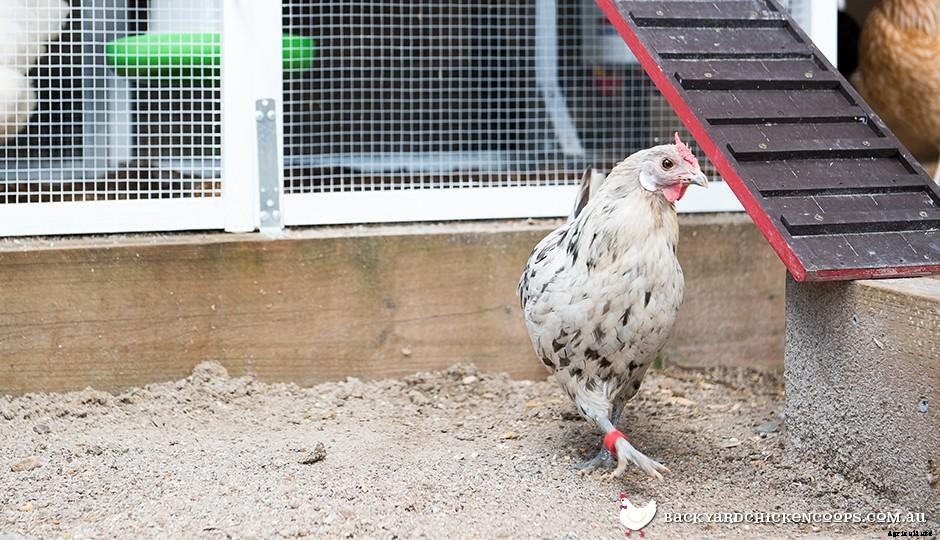 The Wonders of Diatomaceous Earth