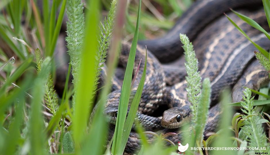 How to Keep Your Chickens Safe From Snakes