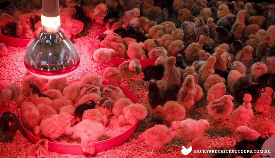 The Baby Chicken Checklist