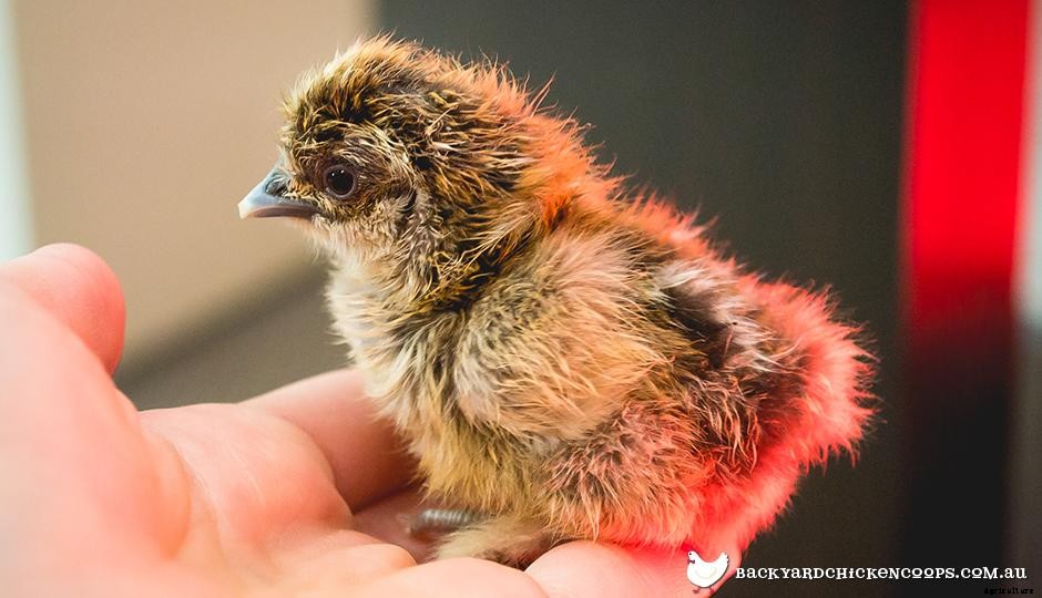 The Baby Chicken Checklist