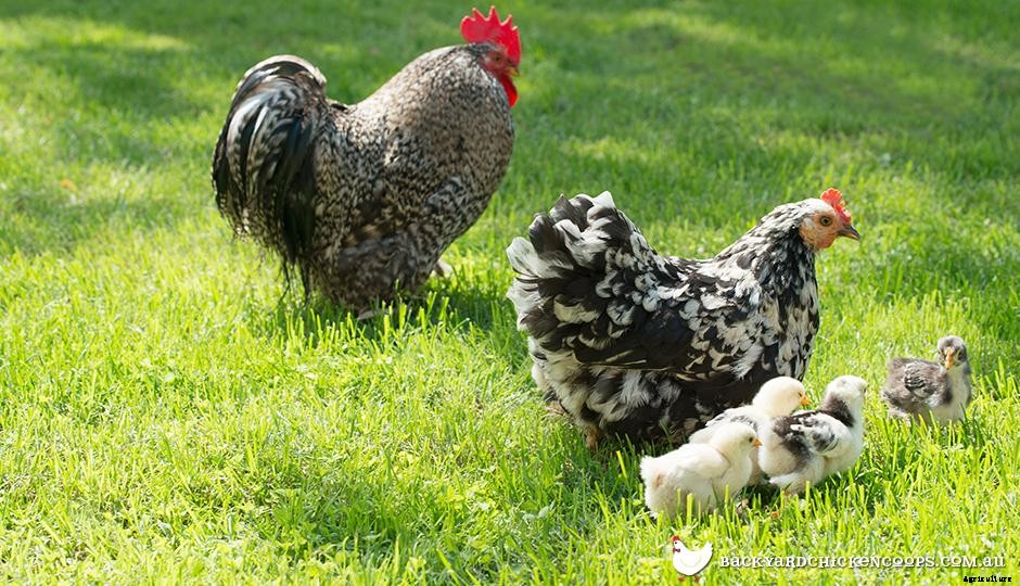 What Age Chicken Should I Buy?