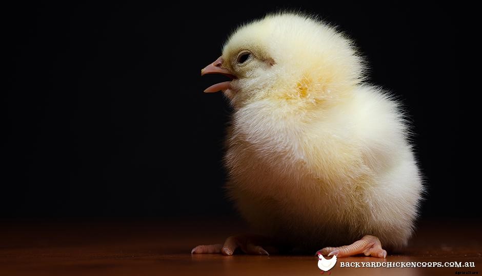 Common Problems With Baby Chickens And How To Overcome Them