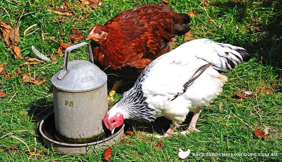 The Importance of Chicken Waterers