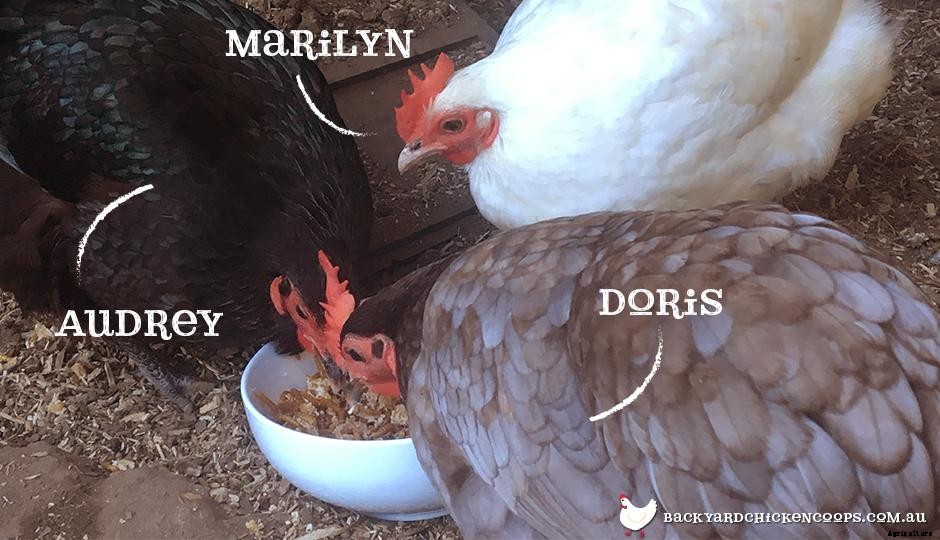 Chookys ANZAC Crumble - A Protein Treat For Your Chickens!