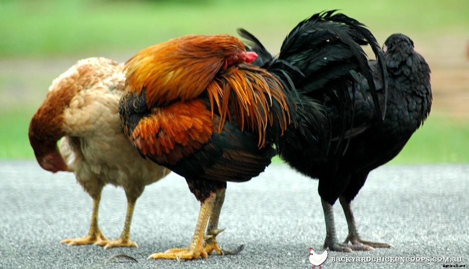10 Fast Facts about Chickens