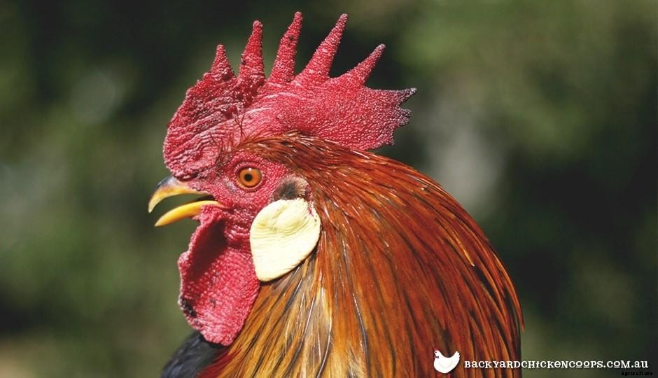 10 Fast Facts about Chickens