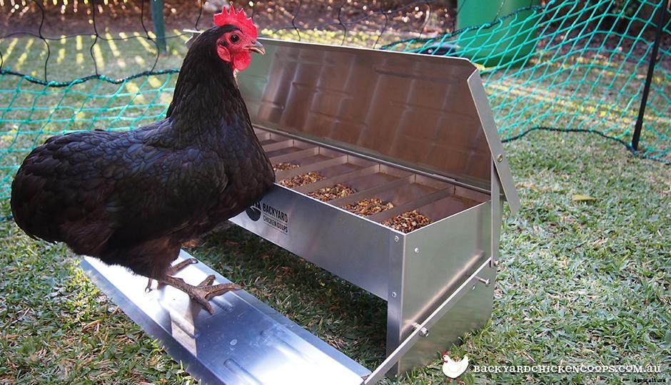 3 Reasons a Treadle Feeder is Best For Your Chickens