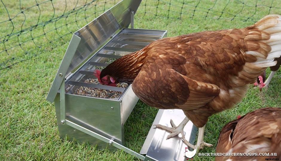 3 Reasons a Treadle Feeder is Best For Your Chickens