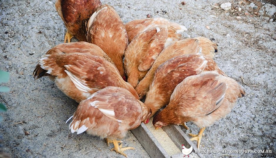 5 Things You Need To Know About Chicken Feeders Before You Buy