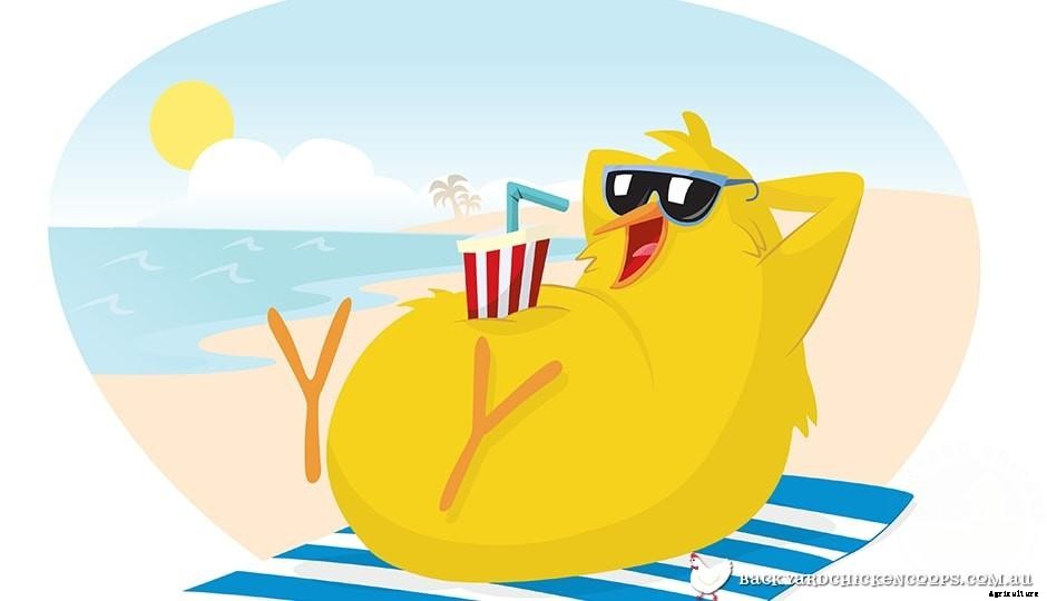 Easy Guide To Looking After Your Chickens While Youre On Holiday