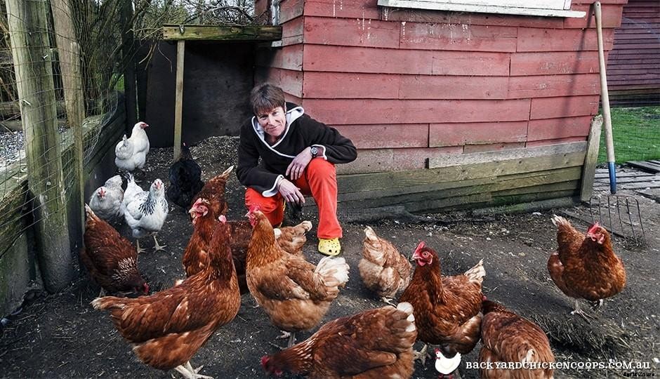 Easy Guide To Looking After Your Chickens While Youre On Holiday