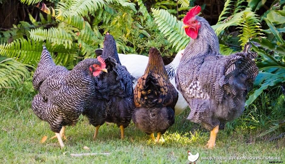 Easy Guide To Looking After Your Chickens While Youre On Holiday