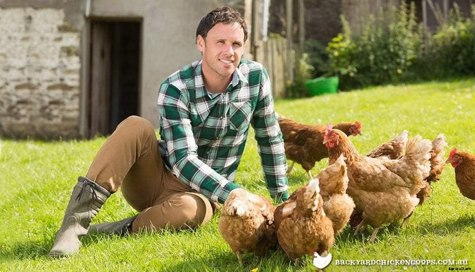 Chickens 101: Where To Start