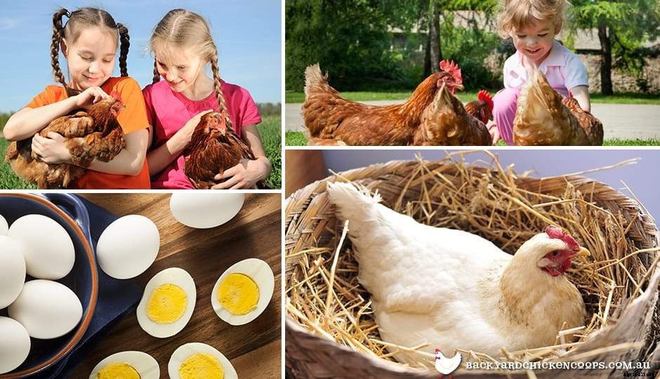 Chickens 101: Where To Start